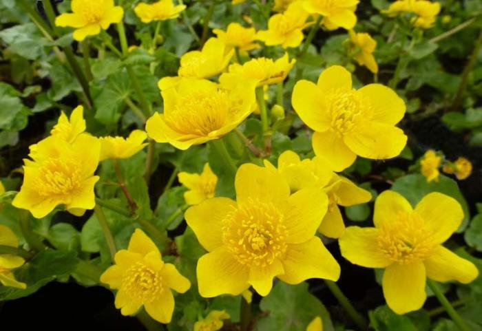 Caltha polypetala